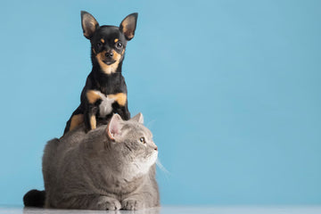 Pets Gadgets